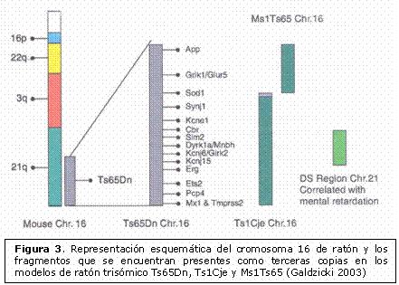 Cromosomas 21 Cromosomas 21
