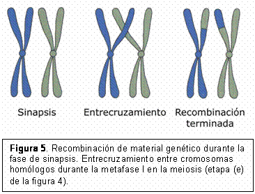 Cromosomas homólogos paterno y materno se emparejan Cromosomas homólogos paterno y materno se emparejan