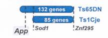 genes down