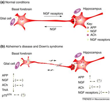 Síndrome de Down Relación entre las neuronas NCTB situadas en el telencéfalo basal (Basal forebrain) y las neuronas del hipocampo.