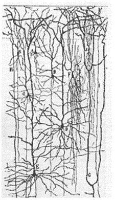 Red de neuronas Sindrome de Down