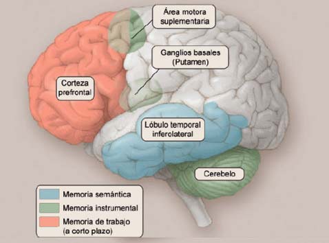 Neuroanatomía de la memoria