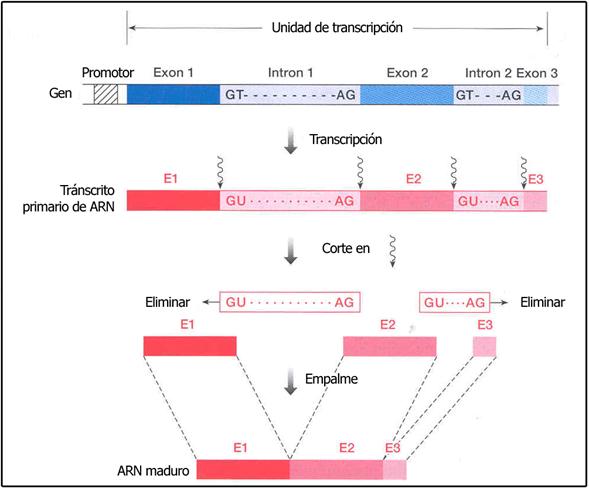 Proceso de corte y empalme (splicing) de ARN, por el cual el gen origina el tránscrito final maduro de ARN. El gen (en azul) contiene 3 exones (codificadores) y 2 intrones (no codificadores). El tránscrito primario de ARN (en rojo) posee todas las secuencias complementarias. Posteriormente se cortan y eliminan las secuencias entrónicas (GU....AG) y se empalman las exónicas (E1, E2, E3) para originar el ARN maduro. Proceso de corte y empalme (splicing) de ARN, por el cual el gen origina el tránscrito final maduro de ARN. El gen (en azul) contiene 3 exones (codificadores) y 2 intrones (no codificadores). El tránscrito primario de ARN (en rojo) posee todas las secuencias complementarias. Posteriormente se cortan y eliminan las secuencias entrónicas (GU....AG) y se empalman las exónicas (E1, E2, E3) para originar el ARN maduro.