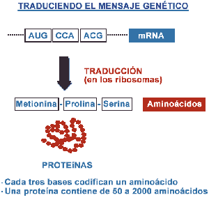 El genoma humano, Identificación de los genes El genoma humano, Identificación de los genes