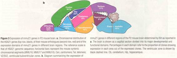 Genes en el Cromosoma 21