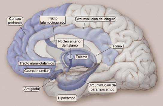 La función del lóbulo temporal medial