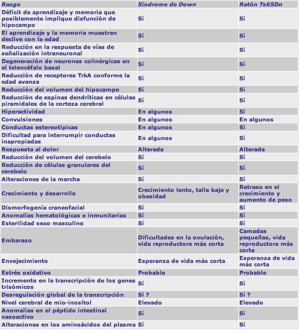 Rasgos de personas con SD y de ratones Ts65Dn
