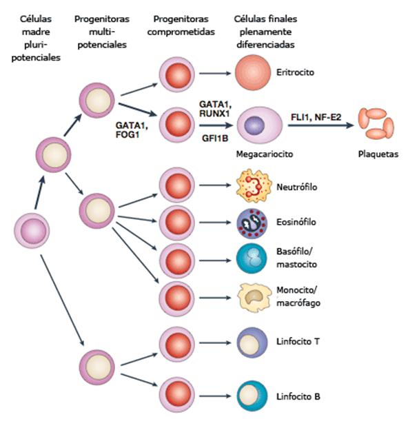 Diferenciación hematopoyética, detallando la vía megacariocítica
