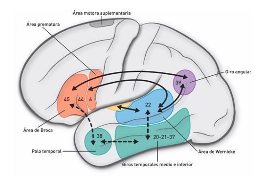 El área de Broca está situada en el giro frontal inferior izquierdo donde ocupa la porción opercular
