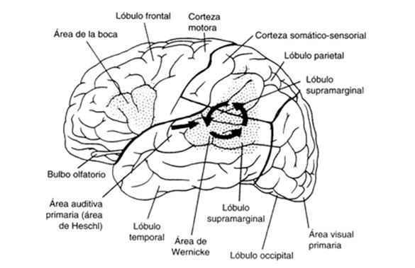 corteza auditiva que se denomina circunvolución de Heschl 
