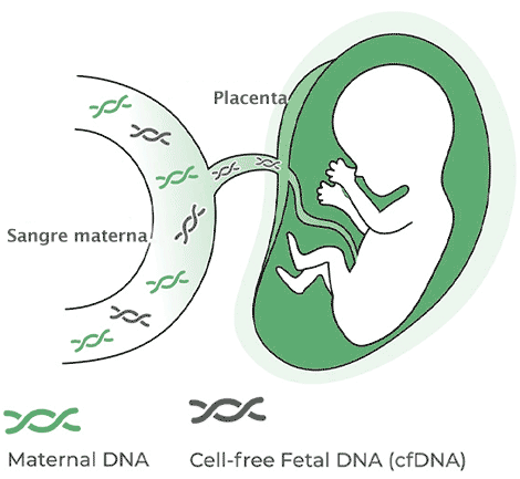 Test DNA fetal en sangre materna